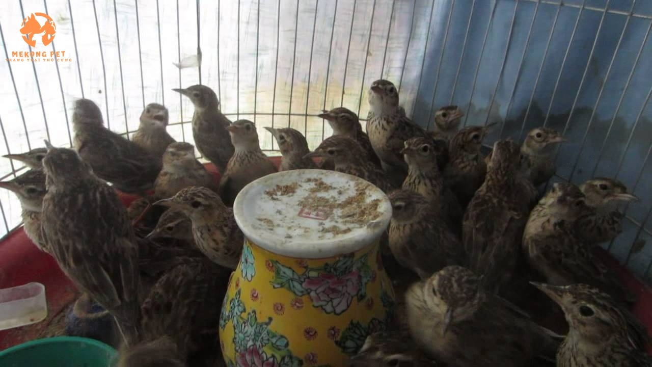 Bán chim sơn ca giá rẻ tại Tphcm, Bình Dương, Đồng Nai,...